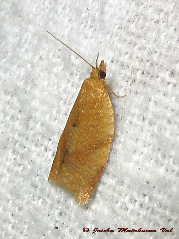 Clepsis consimilana - Tortricidae ? S